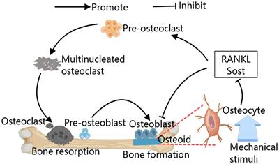 The role of calcium channels in osteoporosis and their therapeutic potential